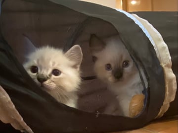 For Adoption Contact to arrange a viewing of my Ragdoll kittens  