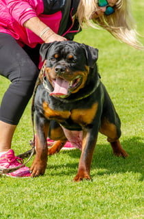 Available Now ROTTWEILER PUPPIES - LITTER DUE 13 JUNE 2025