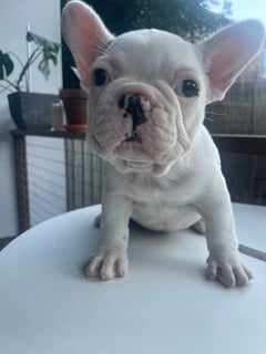 Available Now Purebred ANKC Registered Pedigree French Bulldog Puppies 5 pannel DNA Clear