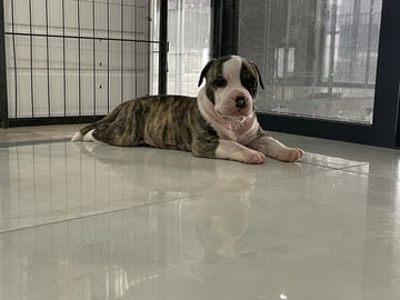 Available Now Male Amstaff pup 
