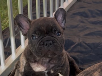Available Now PUREBRED ANKC REGISTERED FRENCH BULLDOG PUPPIES 