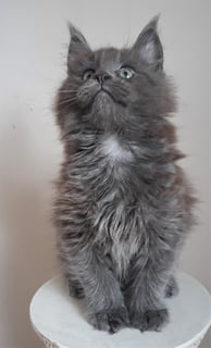 Available Now Purebred Maine Coon kittens