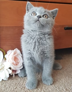 Available Now British Shorthair blue and bi color kittens Avail soon late in  January  2025 