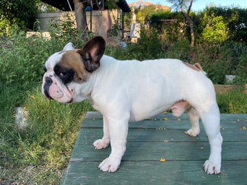 For Stud Stud Service French Bulldog ANKC Champion bloodline Pied