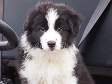Binbirrim Lady Silvia @ 9 weeks Available Now Border Collie Pups available May 25th 2026