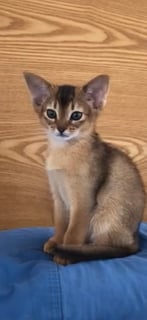 Available Now Abyssinian kittens tawny Available Now Abyssinian kittens tawny