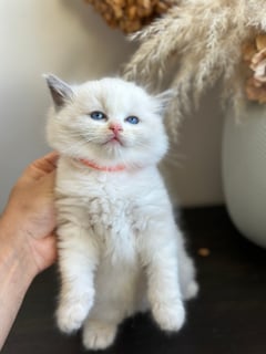 Available Now Pedigree Ragdoll Kittens Available Available Now Pedigree Ragdoll Kittens Available