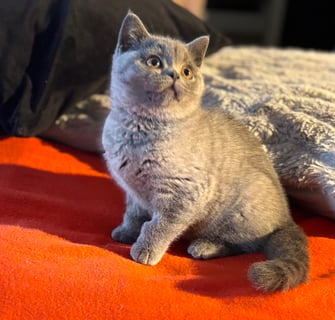 Available Now Purebred Pedigree British Shorthair Cats & Kittens 