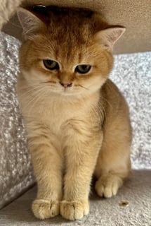 Available Now Purebred Pedigree British Shorthair Cats & Kittens 