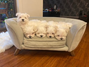 Available Now Pure Bred Maltese Puppies