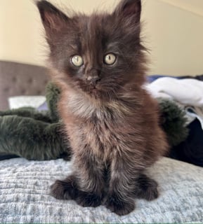 Available Now Norwegian Forest kitten