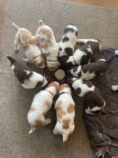 Available Now Brittany puppies 