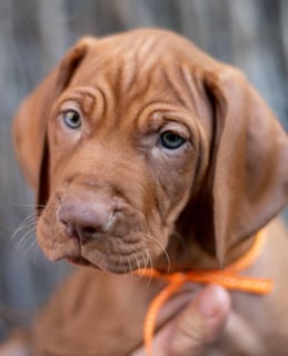 For Adoption Vizsla pups