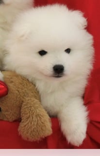 For Adoption Japanese Spitz Quality Puppies