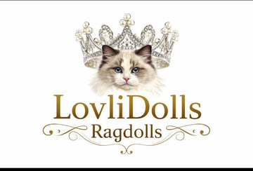 Lovlidolls Ragdolls Available Now LOVLIDOLLS RAGDOLLS - RAGDOLL KITTENS