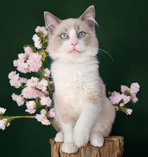 Available Now Ragdoll kittens - Registered breeder