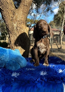 Available Now German Shorthaired Pointer Puppies