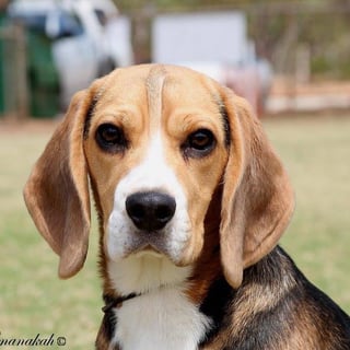 Promotion Sligrachan Beagles