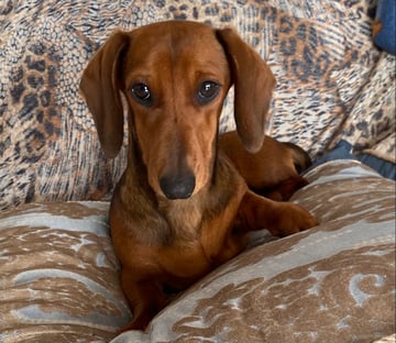 Available Now Miniature dachshund 