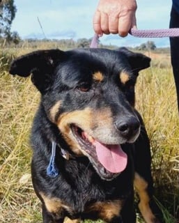 For Adoption Companion and Best Friend - Male Kelpie