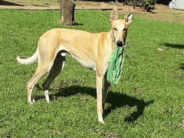 For Adoption CHARACTER Plus - Male Greyhound