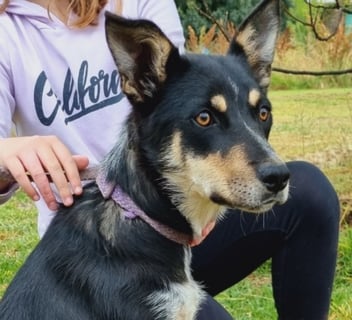 For Adoption Nelly - seeks loving, active family.  Kelpie x pup.