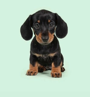 Available Now Mini Smooth Dachshund Puppy Ankc 