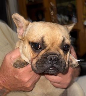 Available Now French Bulldog Fawn Female ANKC 