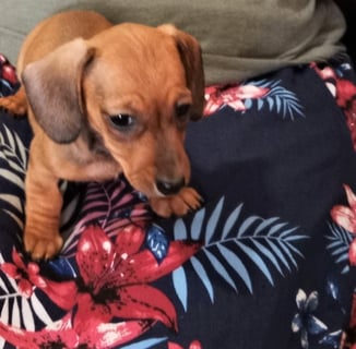 For Adoption Dachshund Miniture smooth haired