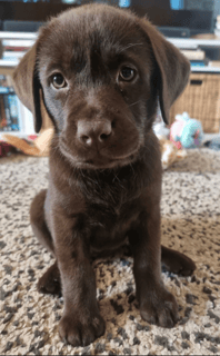 Available Now CHOCOLATE CANADIAN PUREBRED LABRADOR PUPPIES 