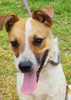 For Adoption Ideal family member - Full of fun, Rescue Pup Patches 