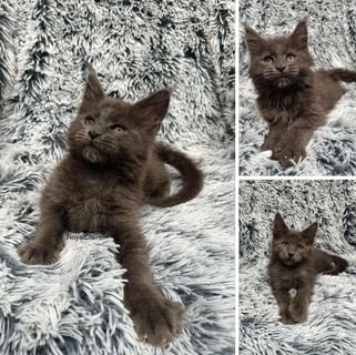 Available Now PEDIGREE MAINE COON KITTENS 