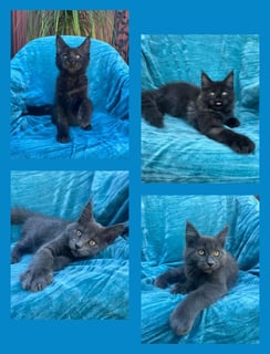 Available Now PEDIGREE MAINE COON KITTENS 