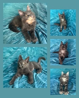 Available Now PEDIGREE MAINE COON KITTENS 