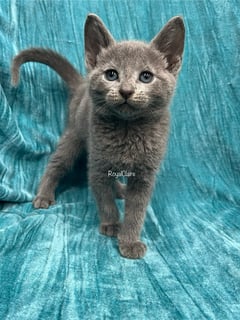 Available Now PEDIGREE RUSSIAN BLUE KITTENS 