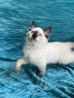 Available Now PEDIGREE RAGDOLL KITTENS 