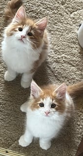 Available Now Norwegian Forest Cat kittens