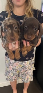 Available Now Miniature smooth dachshund 