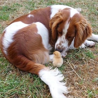Available Now Welsh Springer Spaniel Puppies