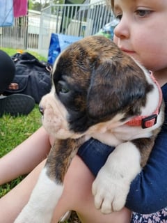 Available Now Boxer puppies 