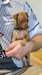 Available Now Purebred Pedigree Miniature Pinscher 