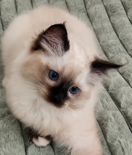 Available Now Purebred Ragdoll kittens with Pedigree