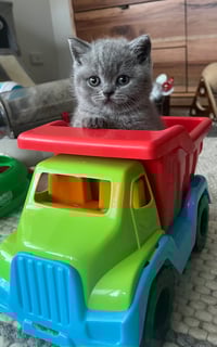 Available Now British Shorthair Kittens BLUE Pedigree Registered 