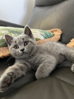 Available Now British Shorthair Blue  Female ANCATS Papers World Champion Bloodlines 