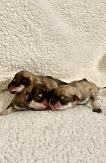 Available Now ANKC Pedigree Miniature schnauzer puppy 
