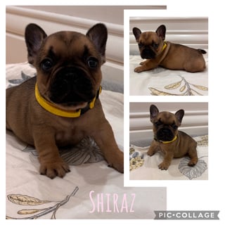 Available Now ANKC Pedigree French Bulldog Puppies