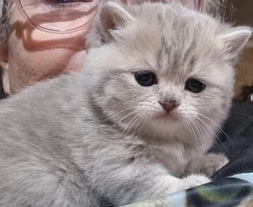 Available Now New British shorthair kittens 