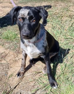 For Adoption Tuscany: Koolie x Family pet