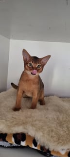 Available Now  Abyssinian Kitten Available.