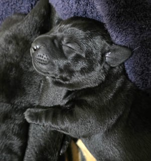 Available Now Beautiful black Male labrador puppy
